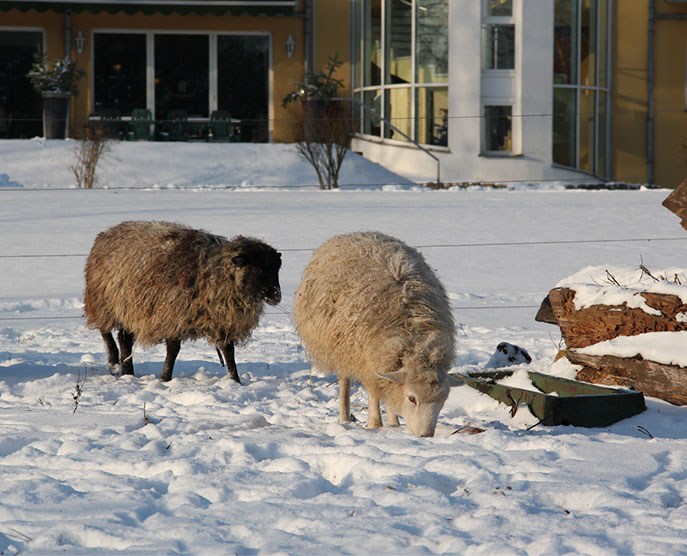 2 Schafe vor dem Landhotel Löwenbruch im Winter