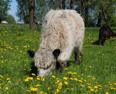 Auf der Wiese beim Landhotel Löwenbruch geniessen Galloway Rinder das saftige Gras