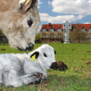 Das Landhotel Löwenbruch und seine Galloway Rinder