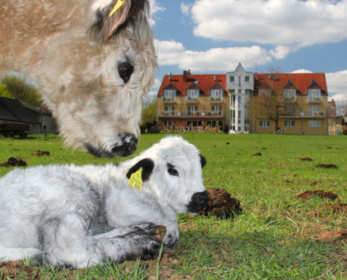 Das Landhotel Löwenbruch und seine Galloway Rinder