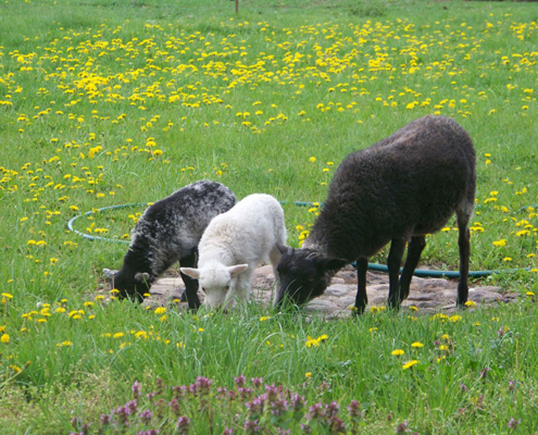 Das Landhotel Löwenbruch - Natur erleben und geniessen